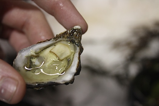 hog island oysters