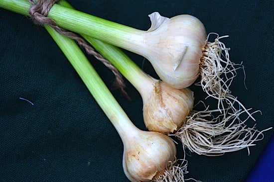 fresh-local-garlic.jpg